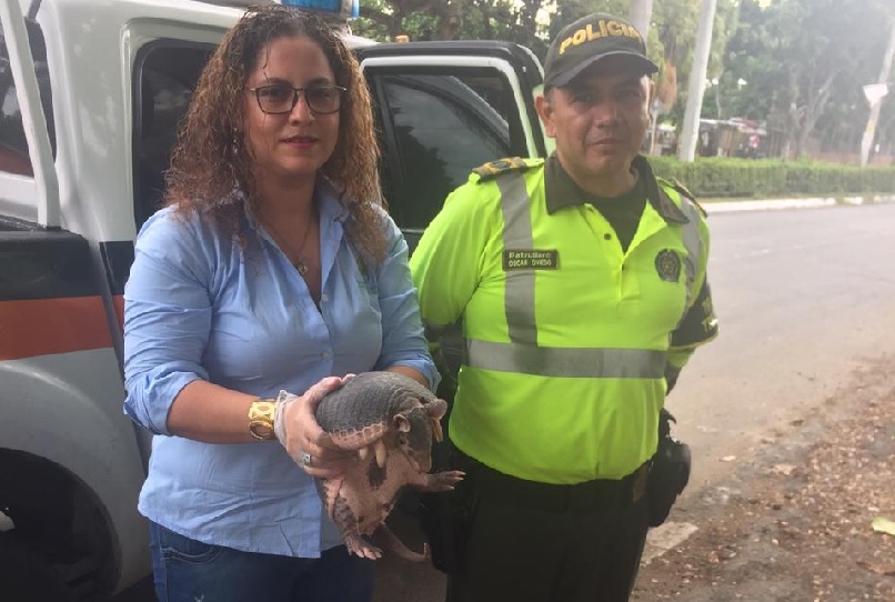 Armadillo regresa a su hábitat en el Guamo
