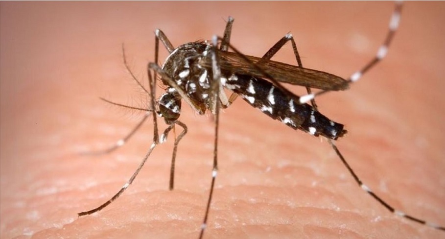 Preocupante, en el Tolima van casi 5.000 casos de dengue