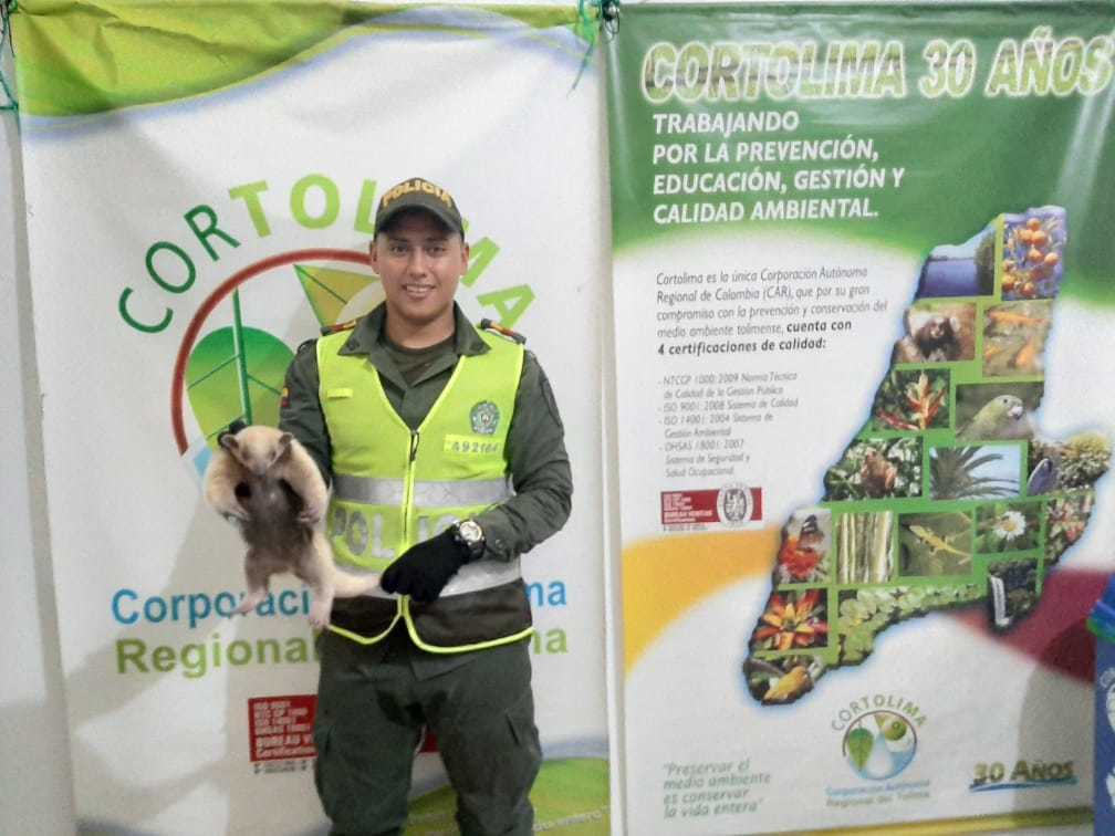 Policía rescató un oso hormiguero y lo trasladó a su hábitat
