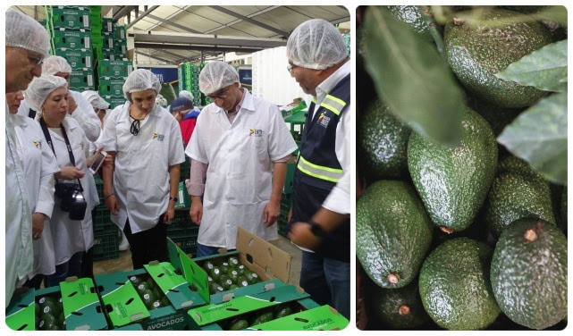Lista la primera exportación de aguacate Hass a Japón