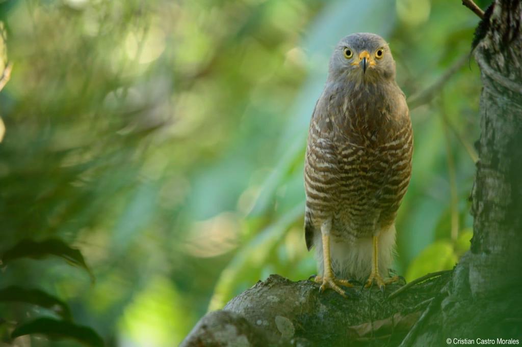 Liberando 11 animales de fauna silvestre por Cortolima