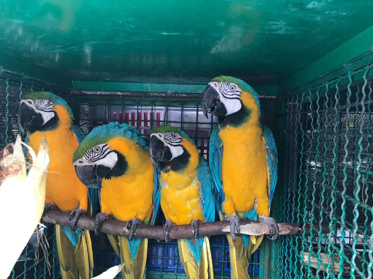 Pedagogía para protección y recuperación de fauna