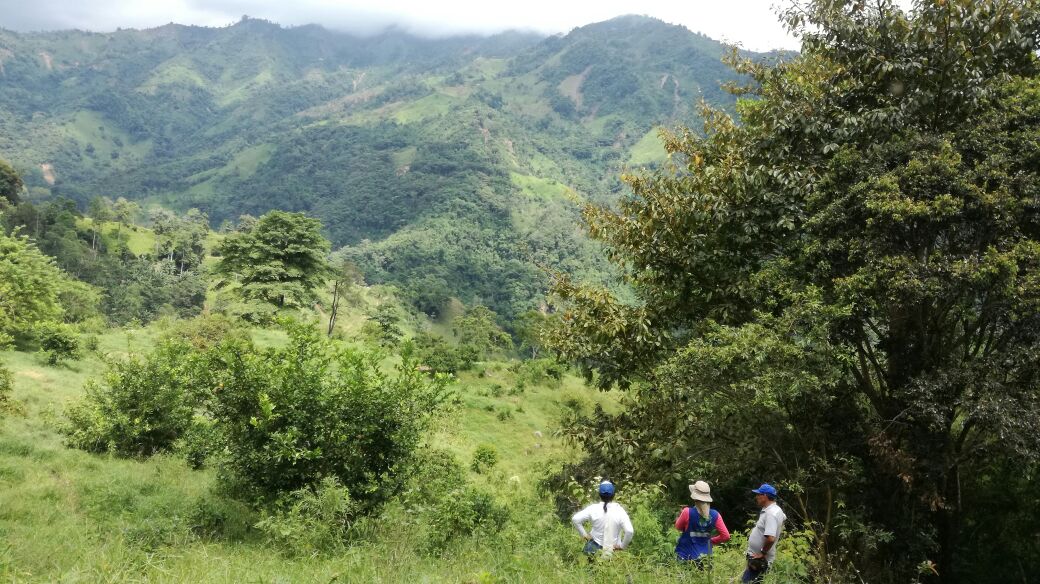 Se incorporan dos nuevos predios a terrenos de conservación en el Tolima