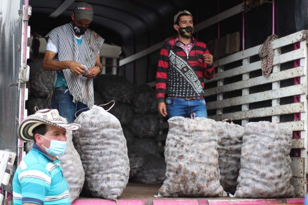 Agricultores de Murillo vendieron 1.700 bultos de papa sin intermediarios