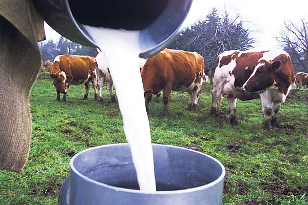 Alianza para apoyar a los productores de leche impulsa gobernación del Tolima