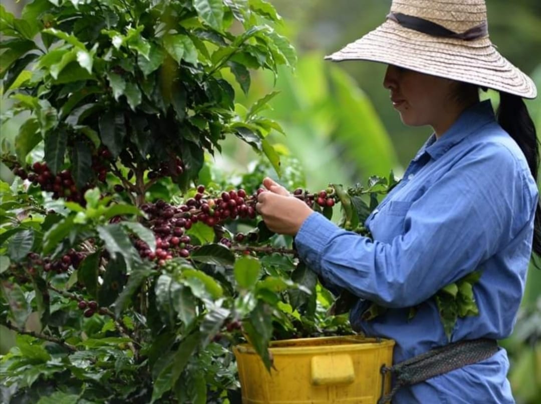 Los casos de covid-19 tienen en jaque la cosecha cafetera del Tolima