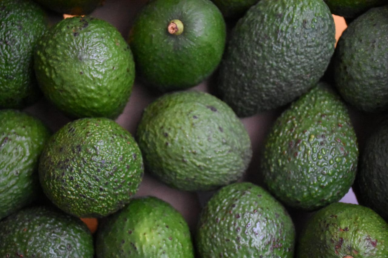 El aguacate Hass del Tolima conquista mercados internacionales