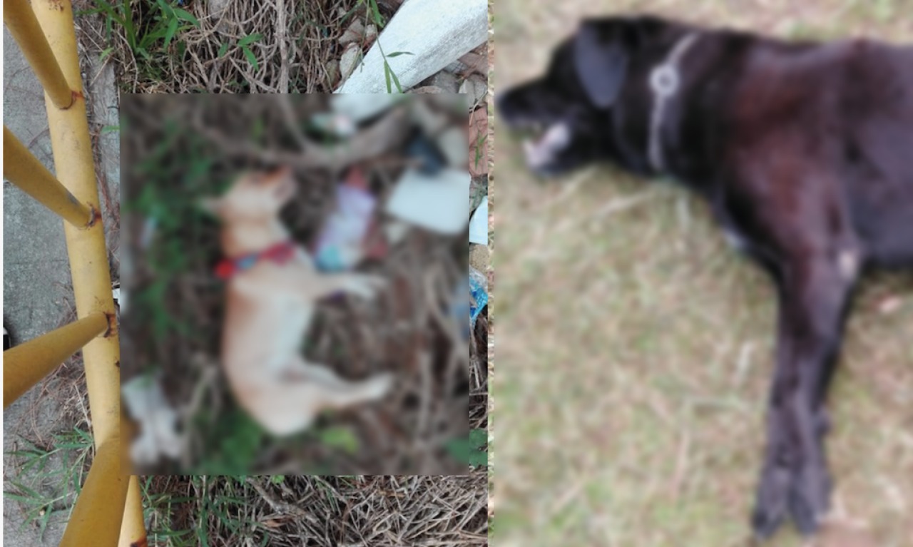 Imputados por causar muerte a dos perros