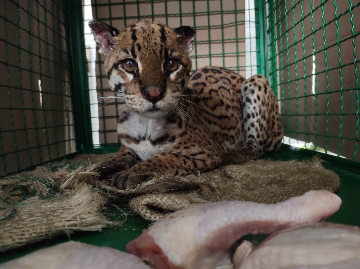 Ocelote adulta queda libre en su hábitat Natural
