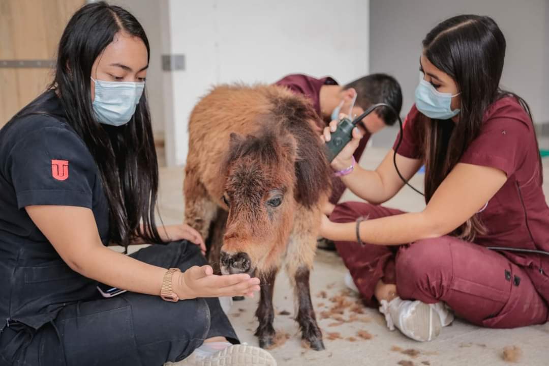 Gobernación del Tolima destina mil millones para Hospital Veterinario de la UT