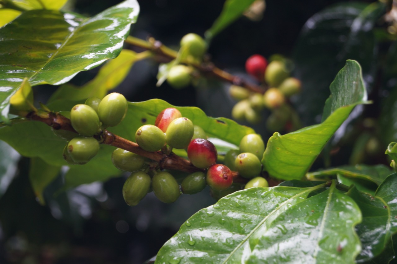 Panel de prospectivas comerciales del Gran Tolima 2021