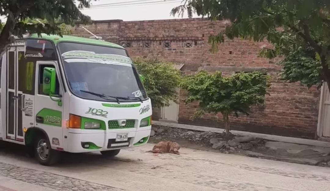 Coontrasnorte despide al conductor que arrolló a un perro en Venadillo