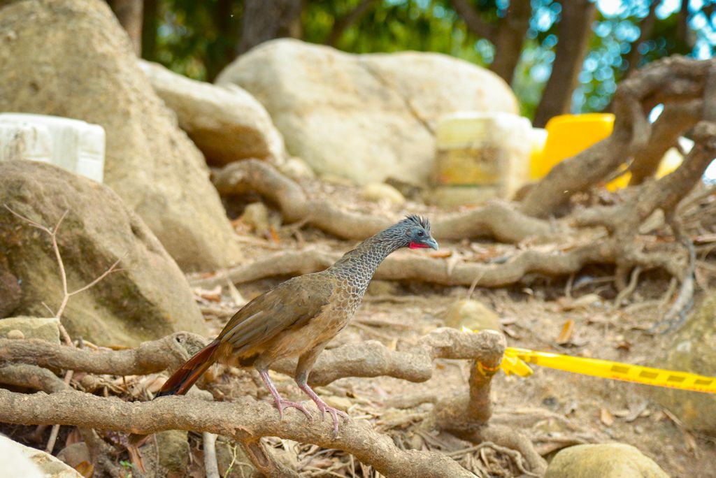 Liberados 10 ejemplares de fauna silvestre en el Tolima