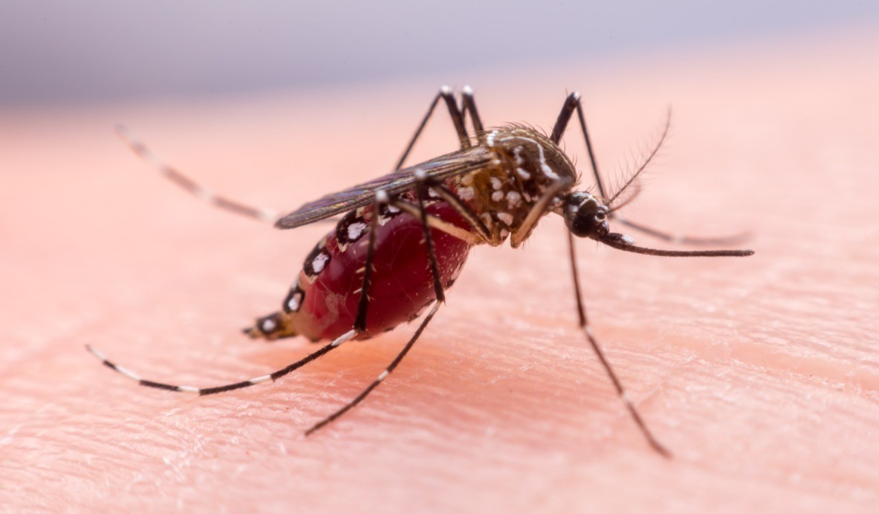 Si decide viajar durante la semana de receso, extreme cuidados para prevenir el dengue
